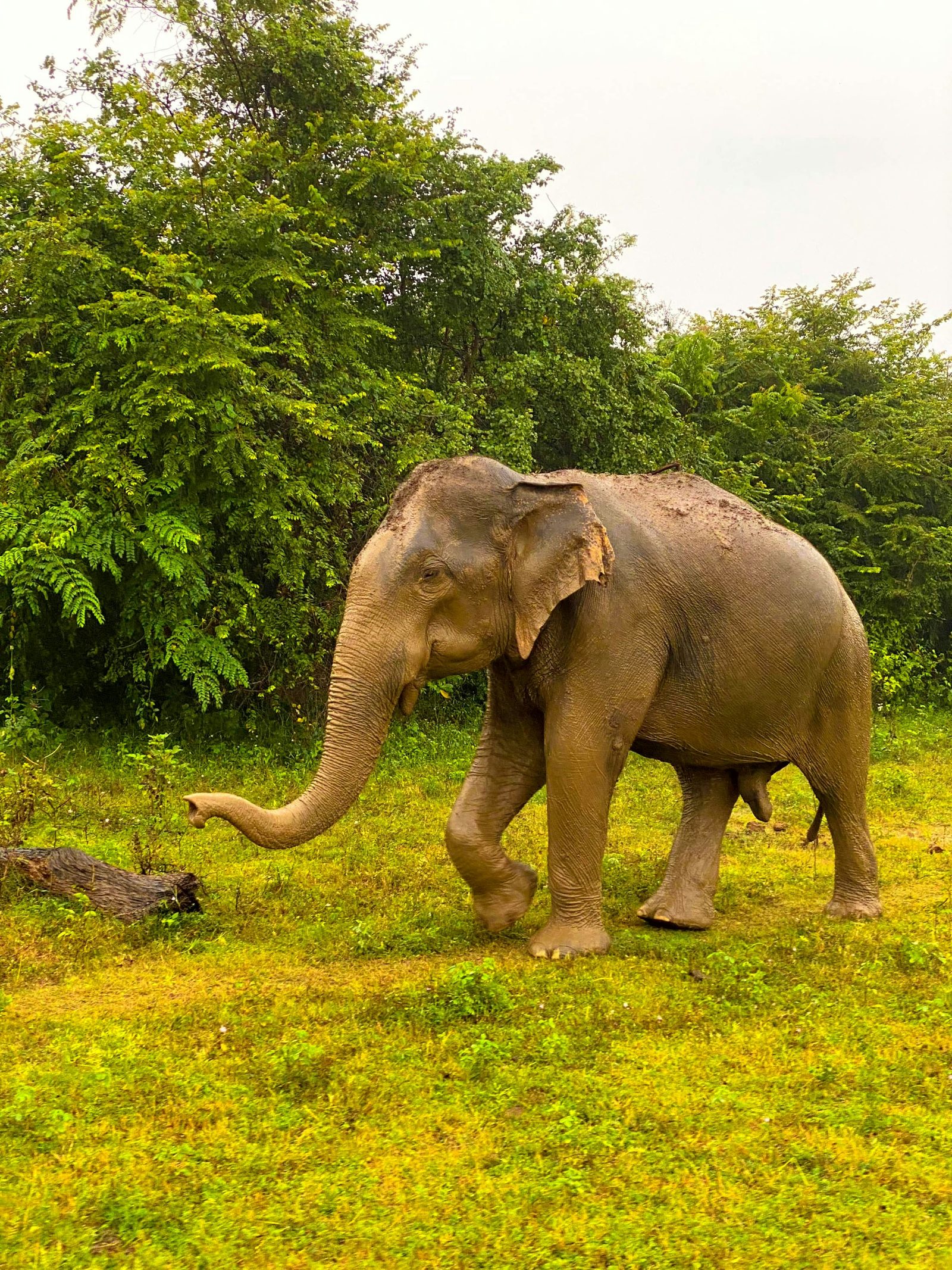 Elephant on safari in Sri Lanka