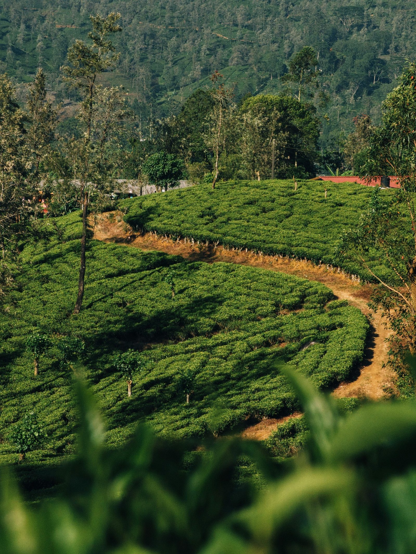 Green tea plantations in Sri Lanka's hill country